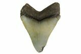 Serrated, Juvenile Megalodon Tooth - North Carolina #160492-1